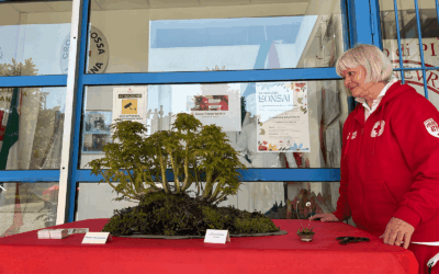 Bonsai: la connessione verde con il mondo